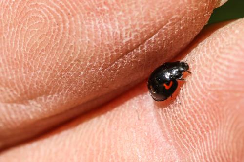 Exochomus quadripustulatus